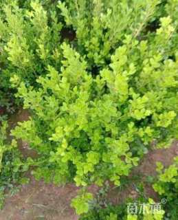 冠幅60厘米瓜子黄杨球