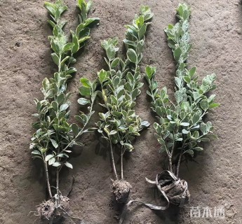 高度40厘米金边黄杨