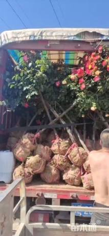 高度160厘米月季