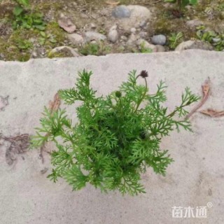 高度20厘米细叶美女樱