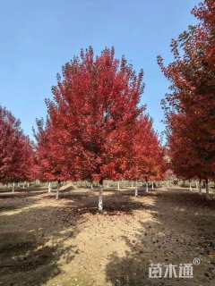 15公分美国红枫