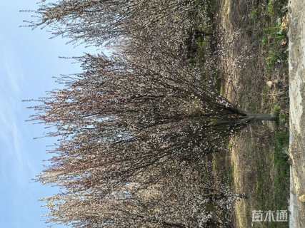 15公分紫叶李
