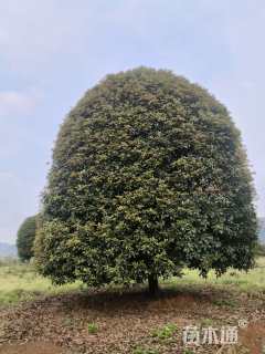 16公分桂花