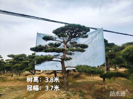 25公分造型松