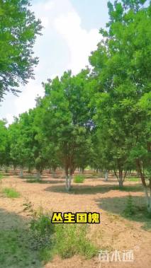 高度300厘米丛生国槐