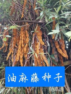 油麻藤种子