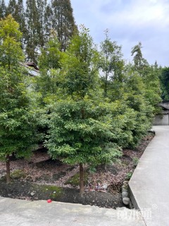 4公分桢楠