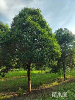 12公分大叶女贞