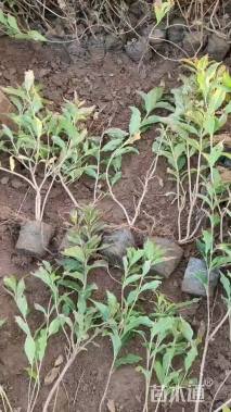 高度25厘米红王子锦带