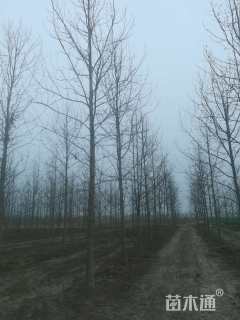 11公分北美枫香