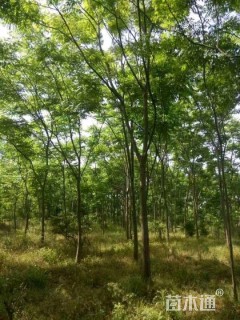 15公分栾树