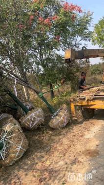 12公分北美海棠