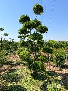 高度258厘米小叶女贞