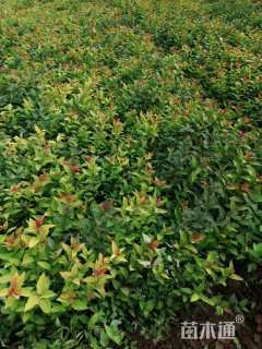 高度25厘米金山绣线菊