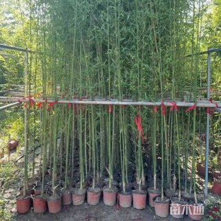 地栽苗慈孝竹