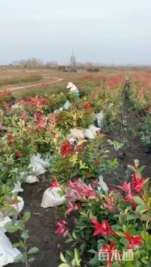 1.2公分红叶石楠