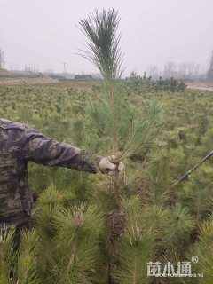 高度100厘米黑松