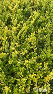 高度30厘米金森女贞