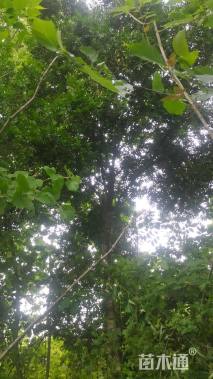 高度400厘米雀舌黄杨