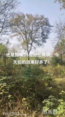 30公分三角枫