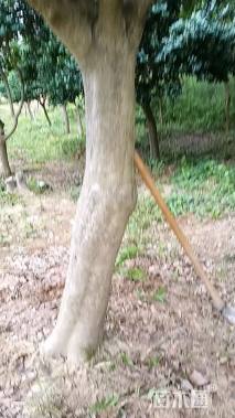 20公分无刺枸骨