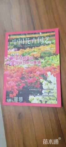 高度200厘米三角梅