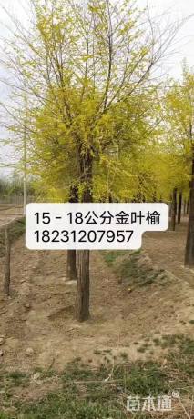 15公分金叶榆
