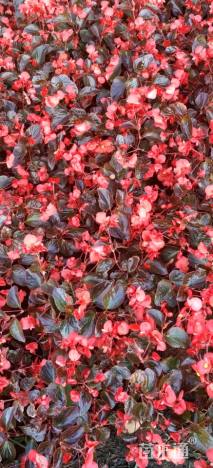 高度25厘米巨无霸海棠