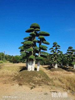15公分造型女贞