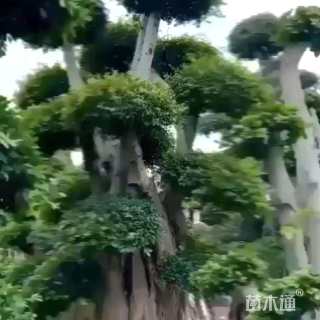 高度11厘米野桐