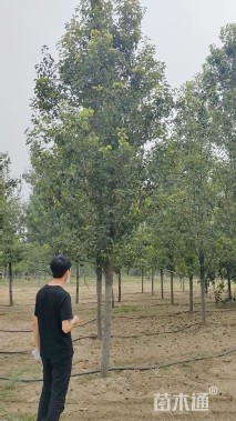 12公分彩叶豆梨