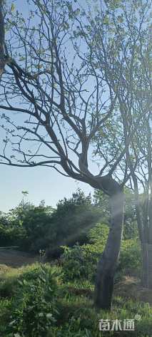 20公分朴树