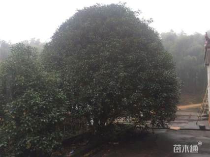 35公分桂花