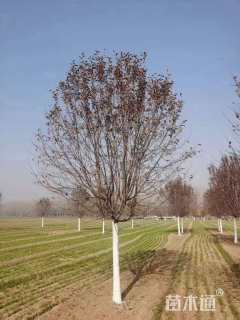 13公分绚丽海棠