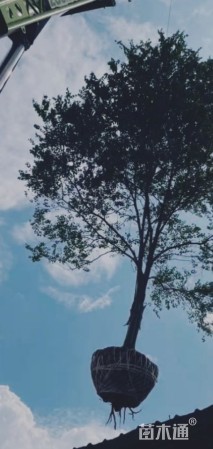 15公分朴树