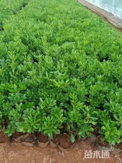 高度25厘米海桐