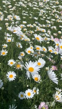 高度10厘米大滨菊