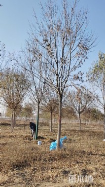 13公分老式白蜡