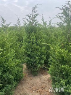 高度200厘米蜀桧