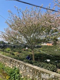 11.5公分西府海棠