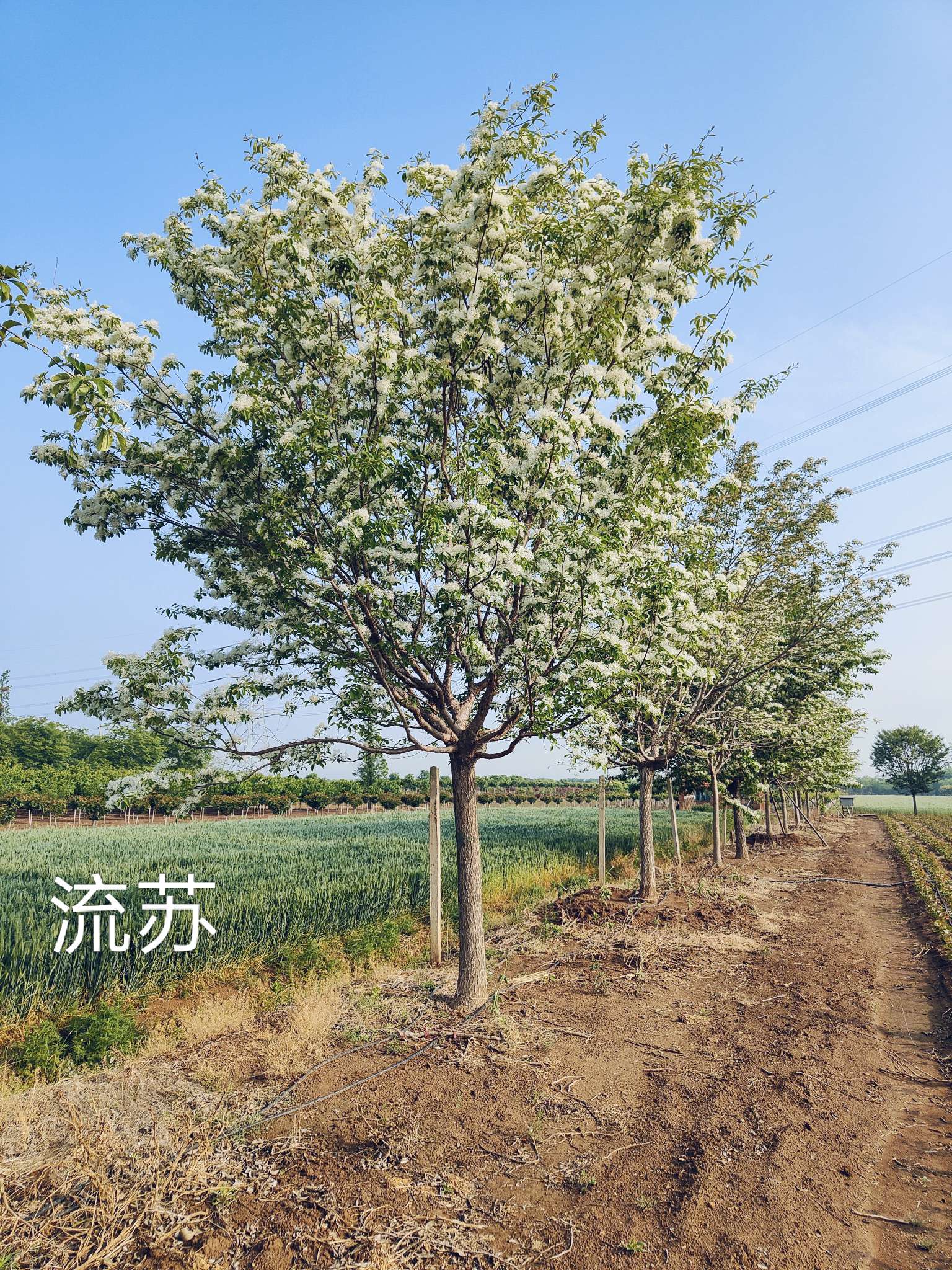 6公分流苏树