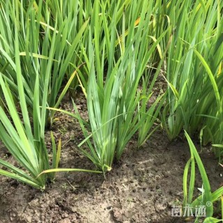 高度50厘米黄菖蒲