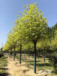 15公分金叶白蜡