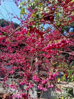 1公分福建山樱花
