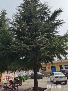 高度1500厘米雪松