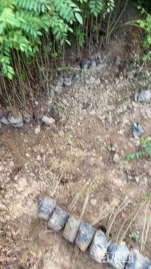 高度25厘米紫穗槐