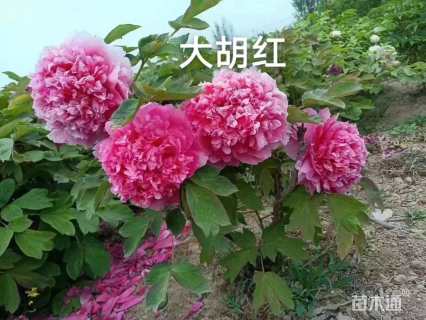 高度30厘米牡丹