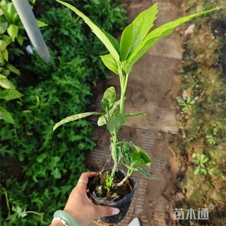 高度18厘米洒金珊瑚