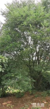 130公分(11杆)丛生朴树