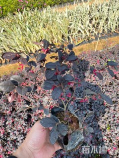 高度25厘米红花继木